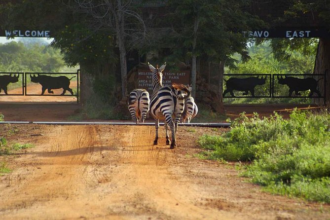 Private 3-Day Tsavo Safari From Mombasa