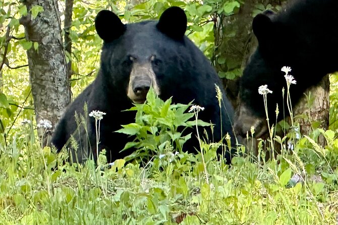 Private Boutique Blue Ridge Parkway Full Day Tour - Tour Overview
