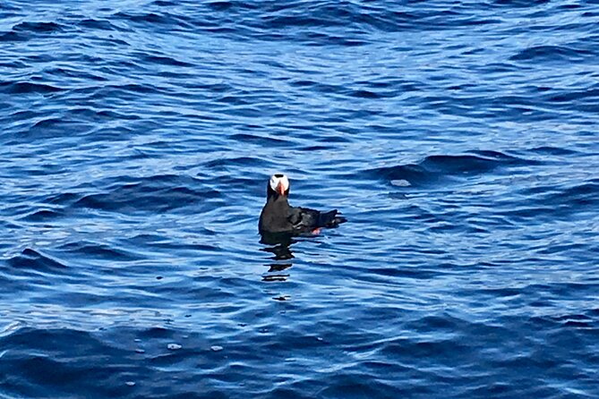 Private Charter Scenic Sea Bird Excursion for Cruise Passengers