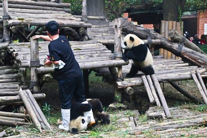 Private Chengdu Panda Breeding Center Day Trip With From Xian By Bullet Train