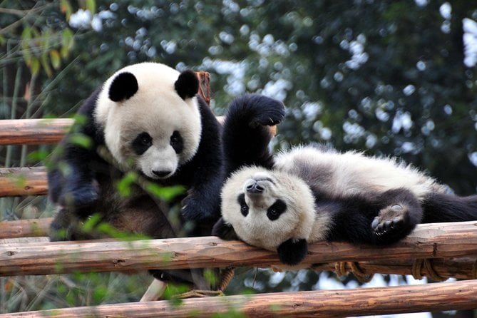 Private Day Tour: Chengdu Panda and Leshan Buddha - Exploring the Leshan Giant Buddha