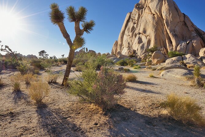 Private Day Tour to Joshua Tree National Park From San Diego