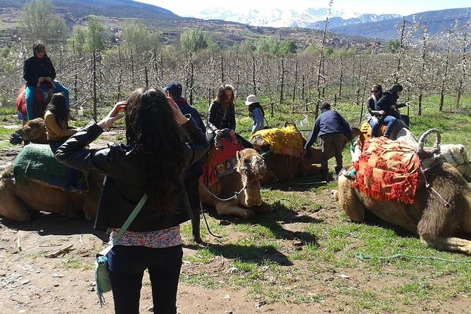 Private Day Trip From Marrakech: Camel Ride and Hike in the High Atlas Mountains