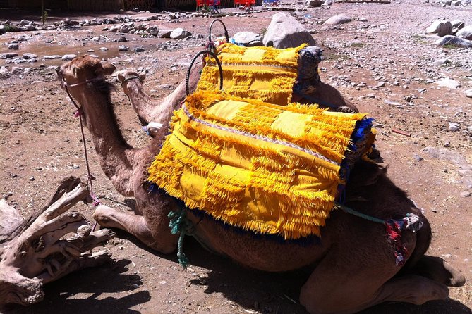 Private Day Trip to Ourika