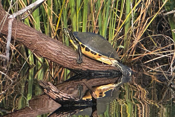 Private Everglades Kayak Tour See The Real Everglades With Us