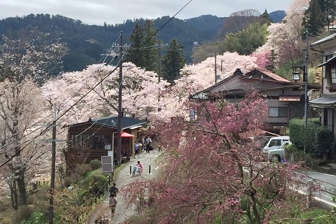 Private Full-Day Guided Tour in Yoshino, Japanese Mountain