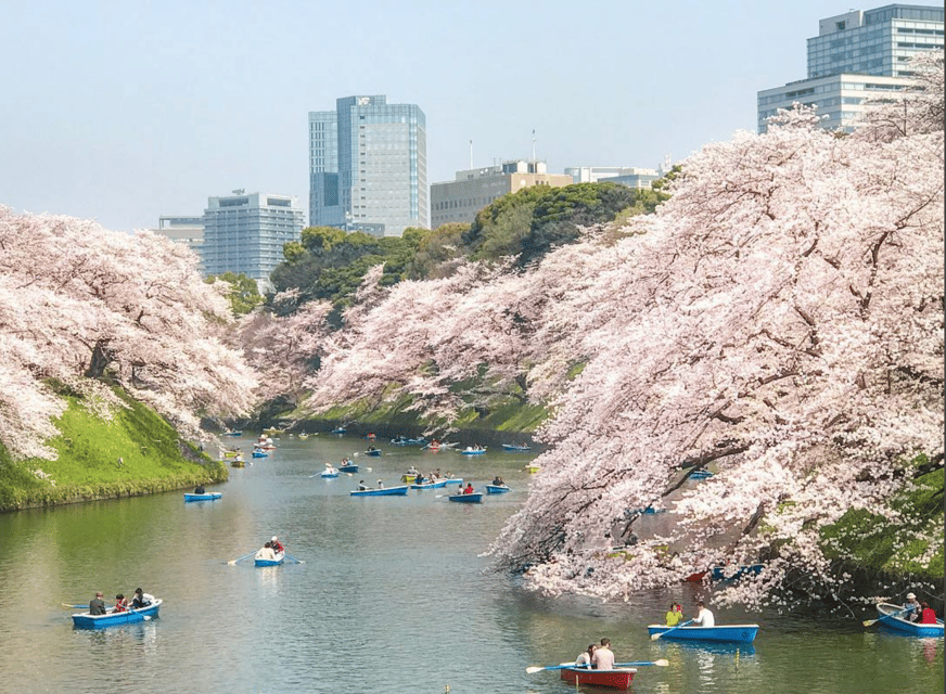 Private Must-see Sakura Journey in Tokyo City