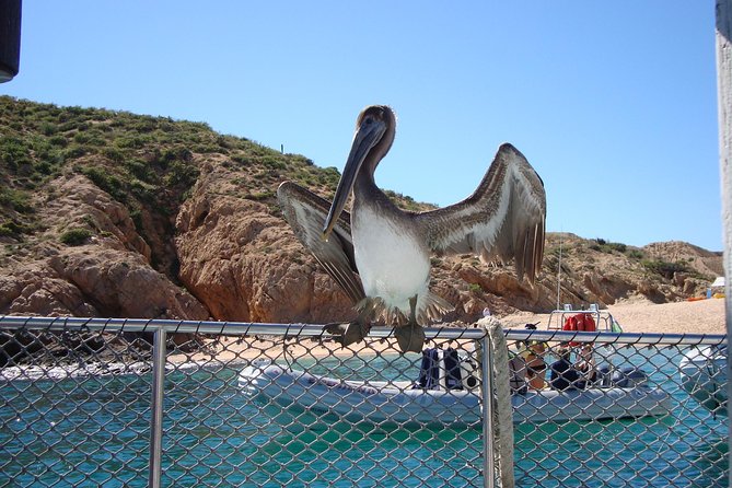 Private Snorkel Cruise in Cabo San Lucas