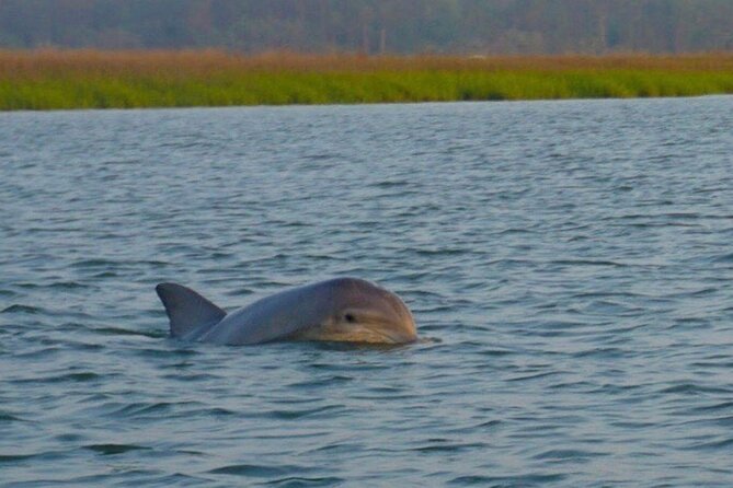 Private Sunset and Fireworks Dolphin Tour (6 People Max)