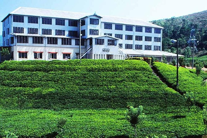Private Tea Plucking and Tea Factory Tour From Nuwara Eliya