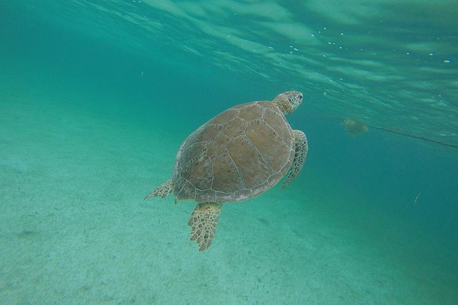 Private Tour: Akumal Marine Turtle Snorkeling From Cozumel