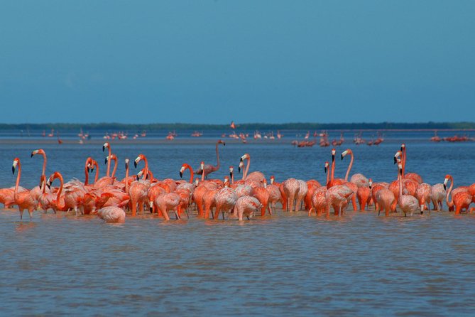 Private Tour: Ek Balam, Pink Flamingos Sanctuary and Tequila Tasting Factory - Exploring Ek Balam