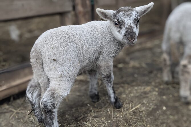 Private Tour Meet the Sheep of Aso and Pick Aso Strawberries - Tour Overview