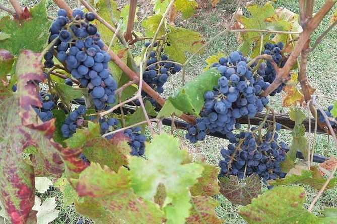 PRIVATE TOUR: Sweet Hills of Chianti & Siena + Lunch & 2 Tastings