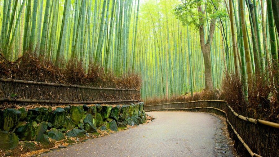 Private Tour to Monkey Park and Arashiyama Highlights