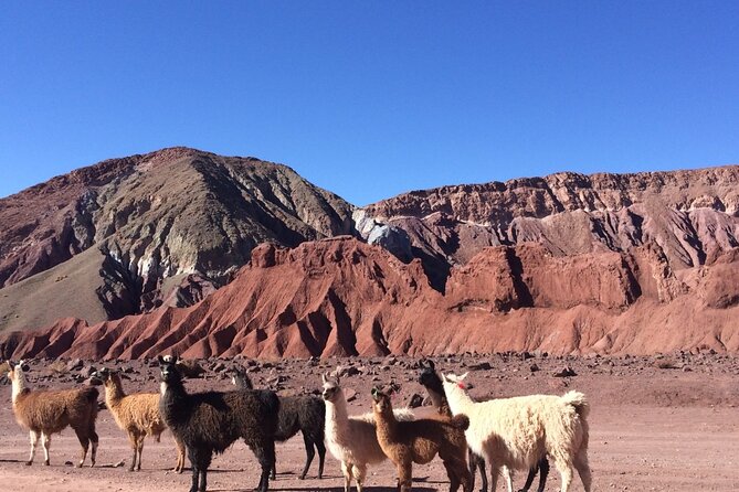 Private Tour:Rainbow Valley + Petroglyphs in San Pedro De Atacama