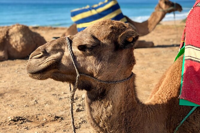 Private Transfer Essaouira-Agadir