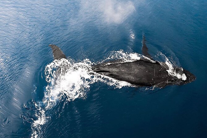 Private Whale Watching Tour of Oahu