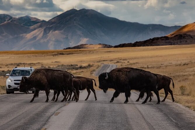 Private Wildlife and Scenic Tour on Antelope Island - Tour Highlights