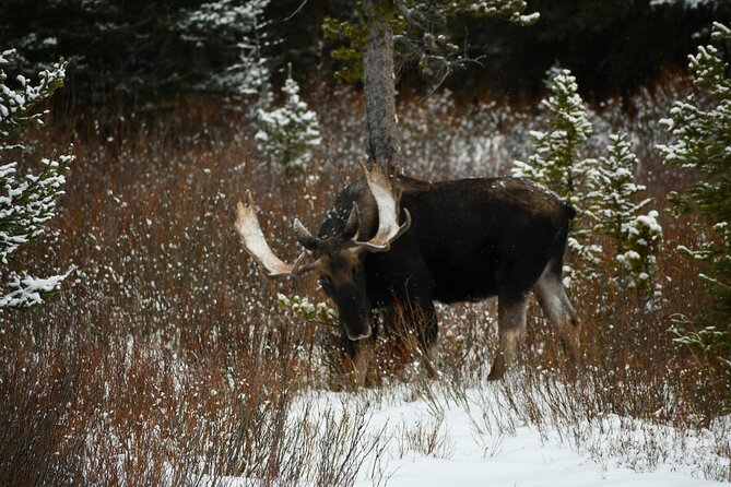Private Yellowstone Park Van Tours From Bozeman - Tour Overview
