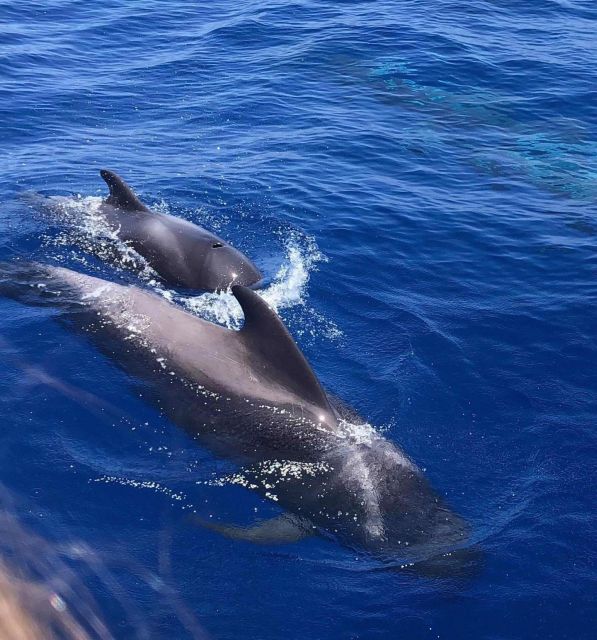 Puerto Colon: Whale and Dolphin Watching Yacht Trip