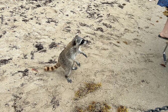 Raccoon Island Boat Tour - Indian Creek, Sanbar and Raccoons - Tour Overview