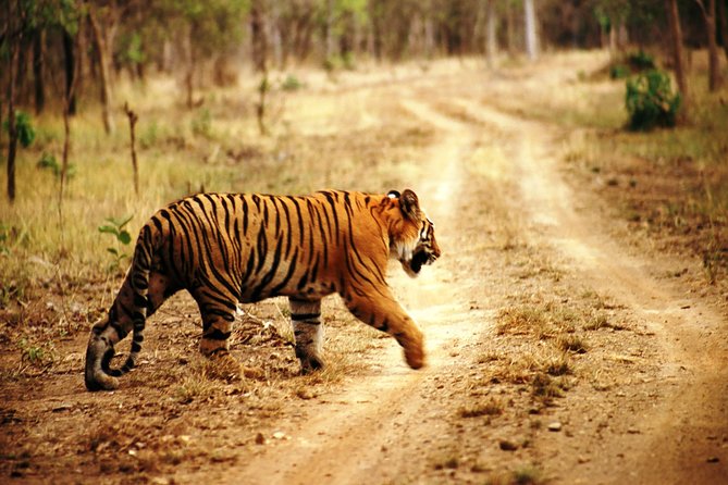 Ranthambore Same Day Experience