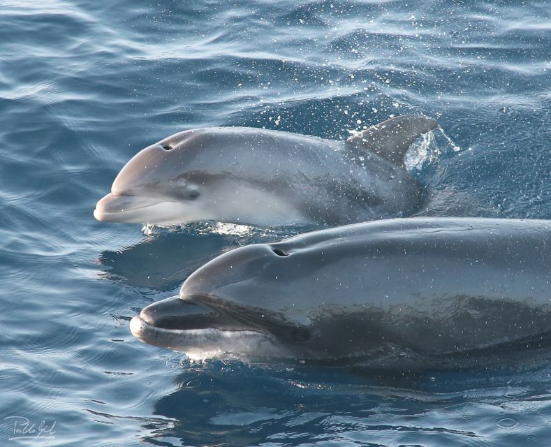Rate: Whale & Dolphin Watching in the Strait of Gibraltar