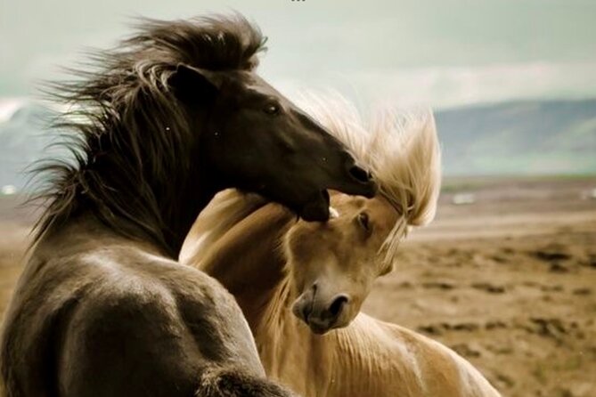 Red Canyon’s Best Of The Wild West Wild Mustang+Rafting Adventure