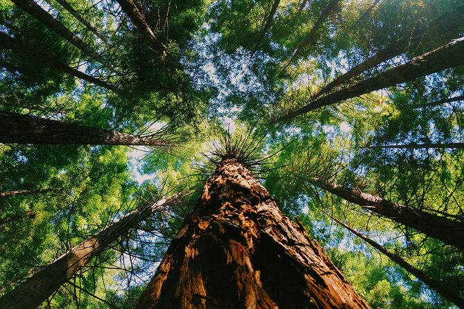 Redwoods Full-day Private Tour and Hike - Inclusions and Pickup Information