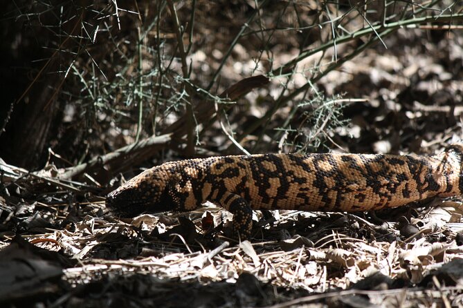 Reptile Hunting in The Sonoran Desert Review
