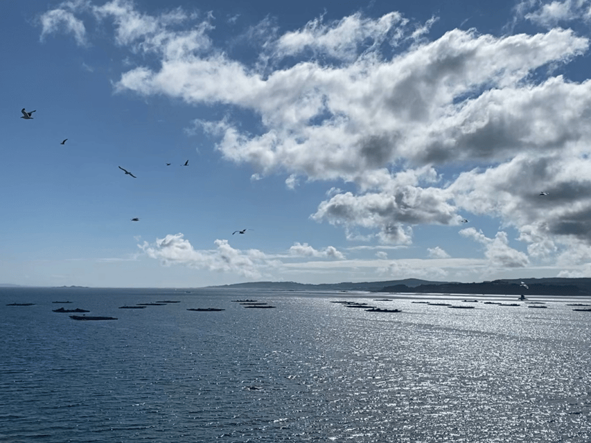 Ría De Arousa: Daytime or Sunset Sailboat Cruise With Drinks