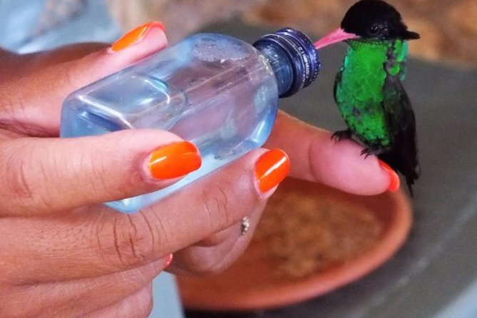 Rocklands Bird Sanctuary & City Highlights Plus Shopping From Grand Palladium