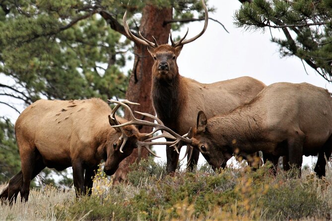 Rocky Mountain Full Day Private Tour Review - What to Expect From the Itinerary