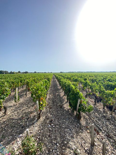 Saint Emilion Village Visiting Chateaux & Wine Tasting - Overview of the Guided Tour