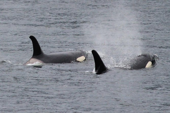 Saltwater Expedition Sightseeing & Wildlife Review - Booking Process and Pricing Details