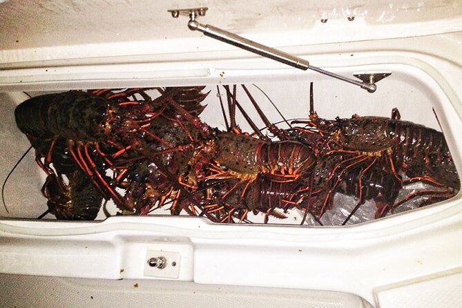 San Diego Lobster Hoop Netting Charter up to 6 People