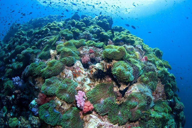 Scuba Diving at Phuket’s Anemone Reef Review