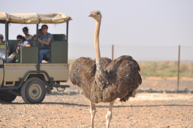 Shaumari Reserve and Azraq Wetland Private Full Day Tour From Amman