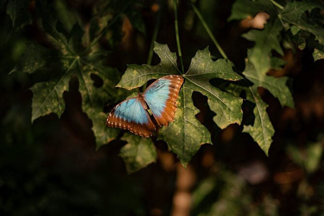 Shore Excursions to Butterfly Garden and Tortuguero Canals