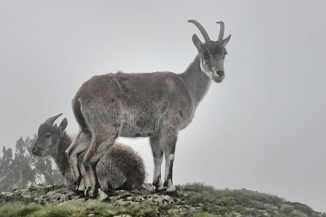 Simien Mountains – 4 Days