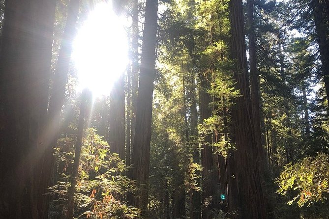 Small-Group Giant Redwoods and Russian River Wine Country Trip - Overview of the Tour