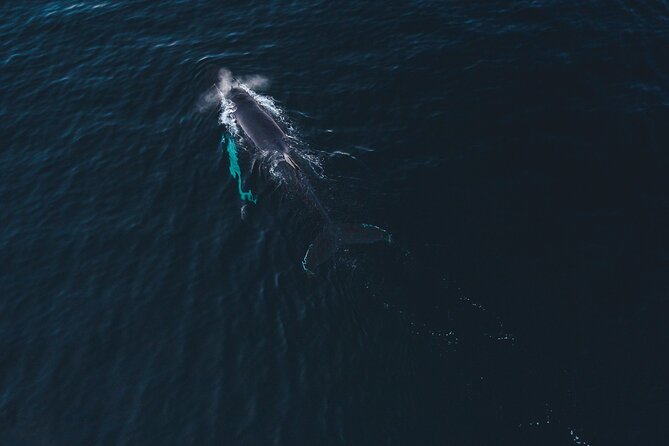 Small Group Whale Watching by RIB