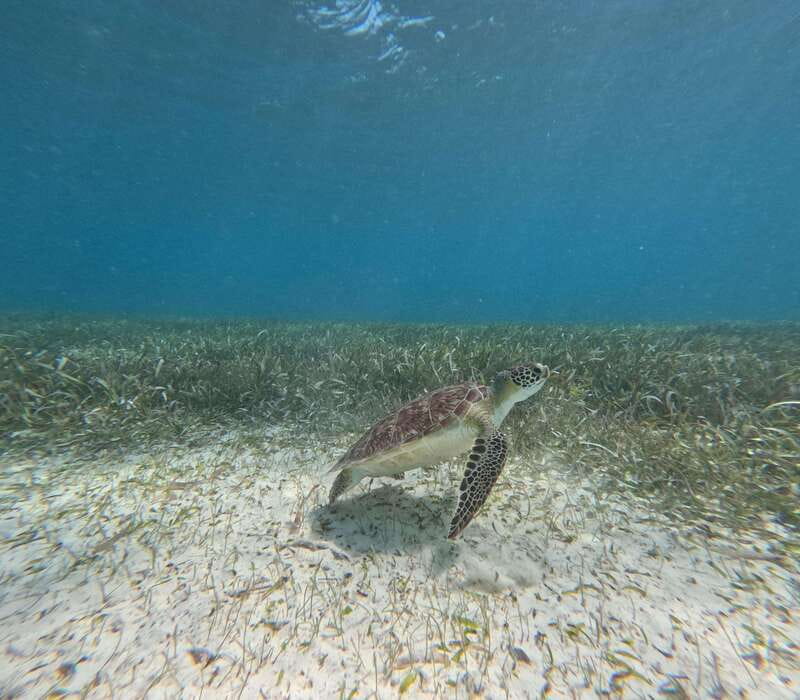 Snorkel With Tropical Fish, Reefs, Turtles and Sea Rays - Activity Overview