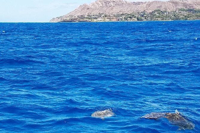 Snorkel With Turtles