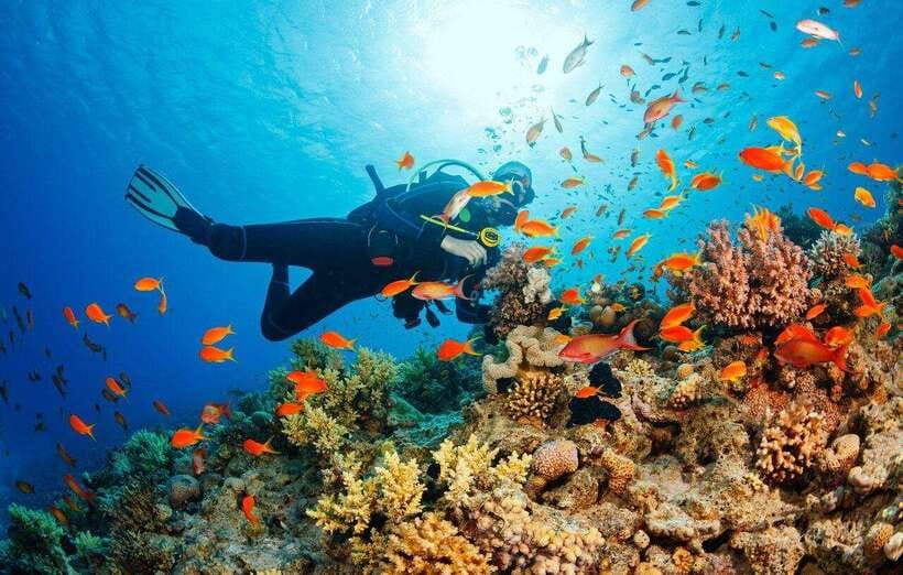 Snorkeling Or Scuba Diving In Cham Islands