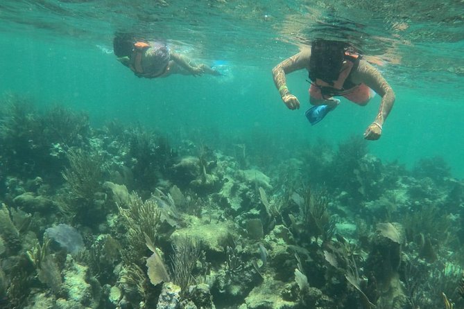 Snorkeling Tour by Boat (Amazing Excursion to the Turtle Area)