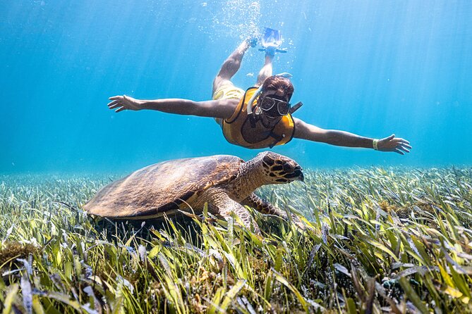 Snorkeling Tour With Turtles and Stingrays Puerto Morelos
