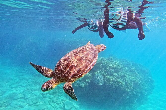 Snorkeling With Sea Turtles