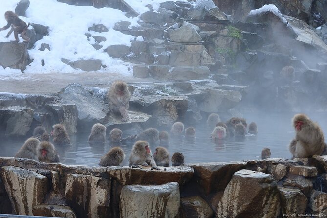 Snow Monkey Park Private Tour From Tokyo With Licensed Guide